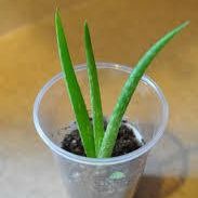 New Alovera Plant 