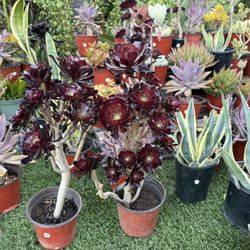 Variety Of Succulents Plants 