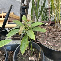 Avocado Trees