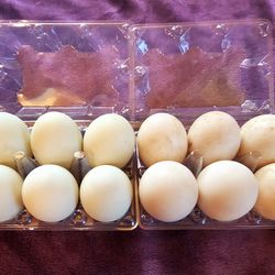 Large Organic Duck Eggs 