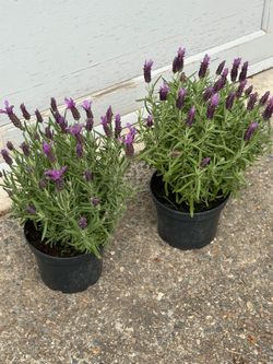 Lavender 2 for $25