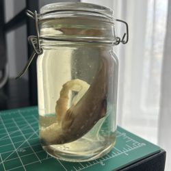 Real Baby Shark Wet Specimen 