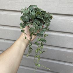 4” hoya curtisii