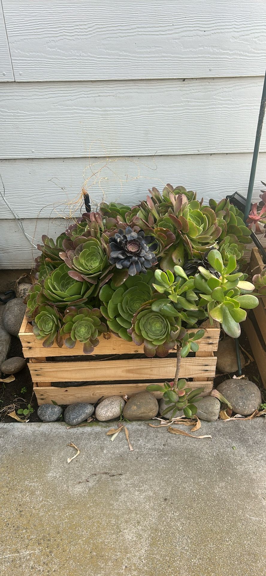 Succulent And Crate $20