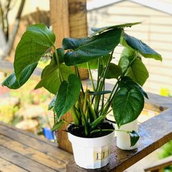 Live indoor Monstera Delicioso plant in a plastic nursery pot—firm price