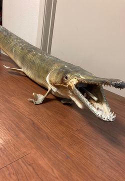 5’ alligator gar taxidermy