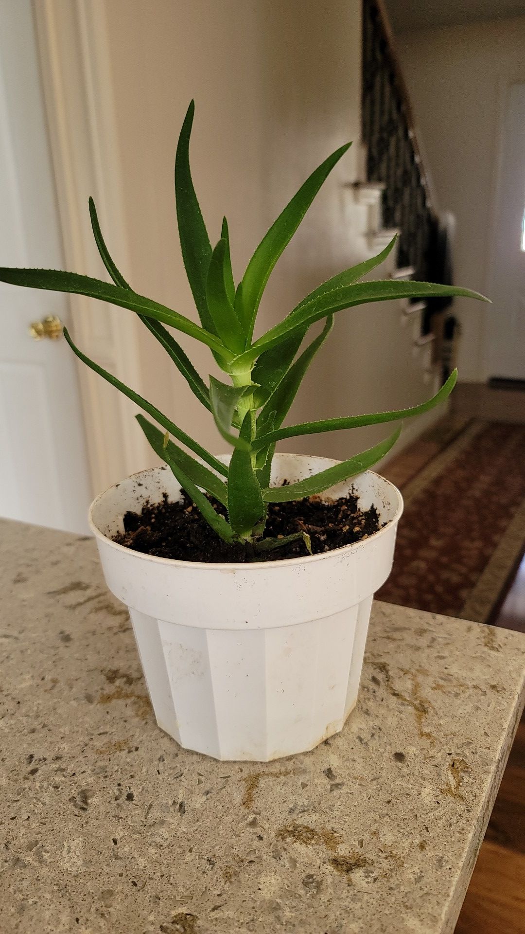 Aloe Vera plant