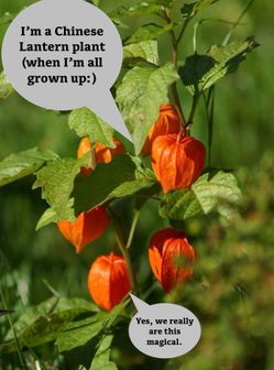 Chinese lantern plants