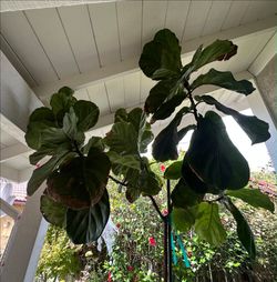 10+ Ft Tall Fiddle Leaf Fig