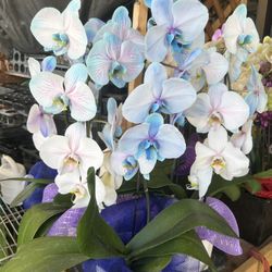 Big Cascading Arrangement Orchids For Gift With Ceramic Vase 