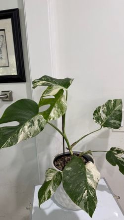 Monstera Albo