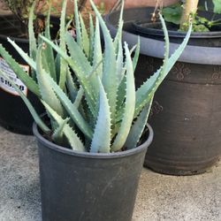 $7 Aloe vera plant