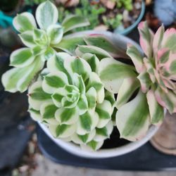 PLANT SALE ALL THIS WEEK AND WEEKEND IN SAN LORENZO $4 AND UP 