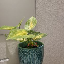 Artificial Plants With Pot