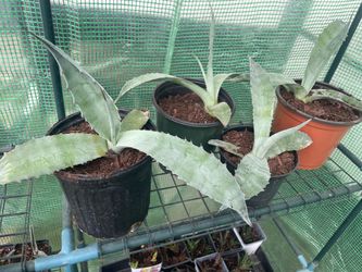 Plants, Plants and More Plants