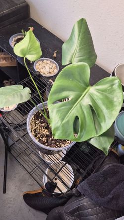 Monstera Deliciosa