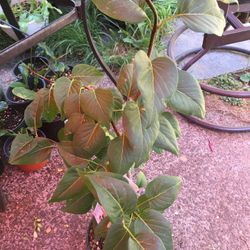 Monge Lilac