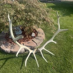 Large Elk Rack