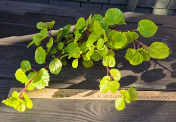 Creeping Charlie succulents