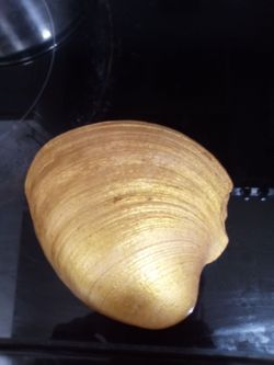 Large Natural Clam Seashell custom made design.