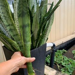 In N Out  nice Plants 