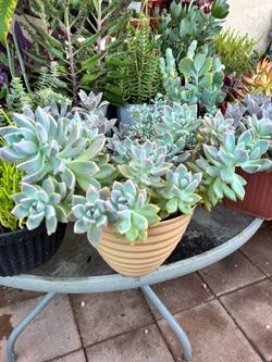 Succulent plant