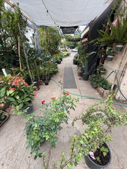 Plantas y más cosas de venta  todo tiene diferentes precios