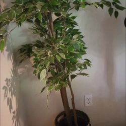 Silk Trees From IKEA 