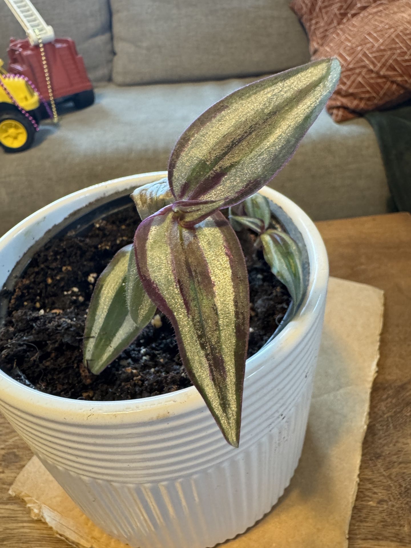 Tradescantia zebrina Plant in Ceramic Pot