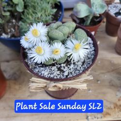 PLANT SALE TODAY (SUNDAY) IN SAN LORENZO  STARTS AT 1230