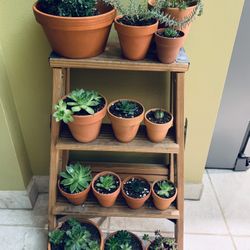 Vintage Wood Step Ladder with 15 Succulents Plants in a Clay with Drainage