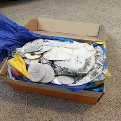 100s Of Sand Dollars All Sizes