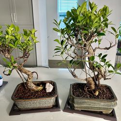 Ficus Bonsai Tiger Bark