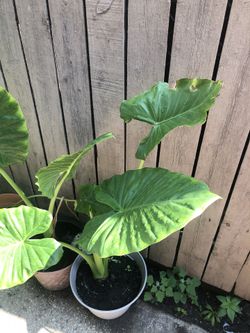 Plantas Oreja De Elefante $15