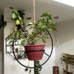 Gardenia Plant In Hanging Plant Holder 