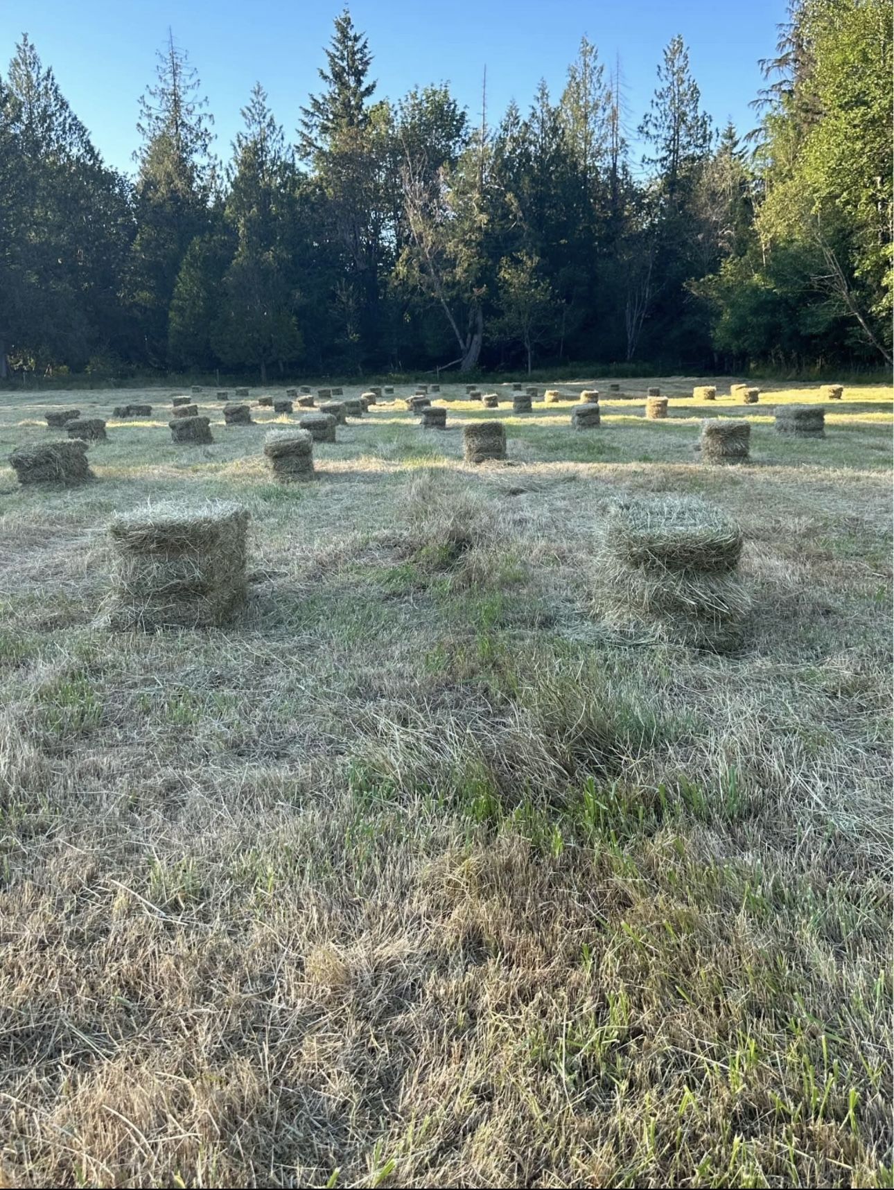 Beautiful Local Grass Hay! Horse Hay