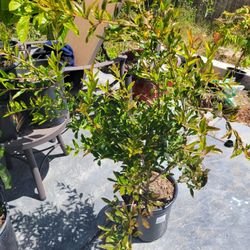 Wonderful Pomegranate Tree