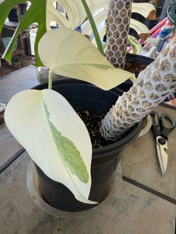 Monstera albo rooted cuttings