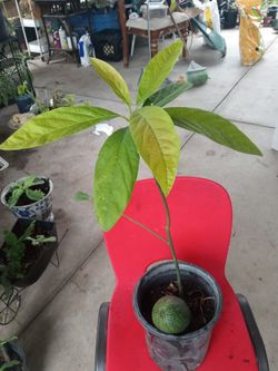 árbol de aguacates grandes