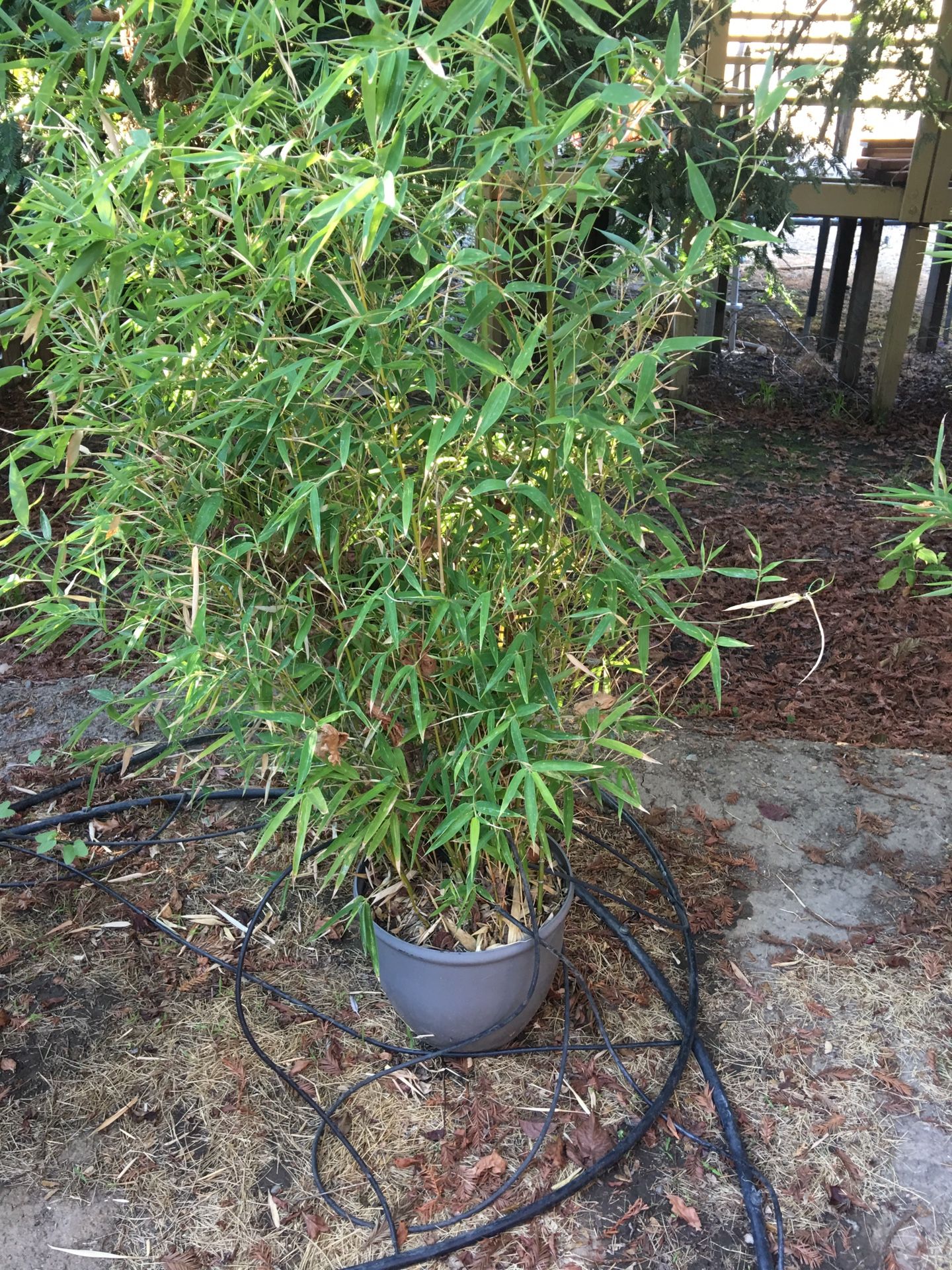Golden bamboo