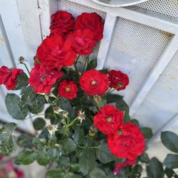 Rose Bush Small Flower Plant, In 5 Gallóns Pot Pick Up Only