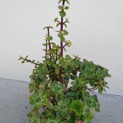 Potted Variety Succulent 