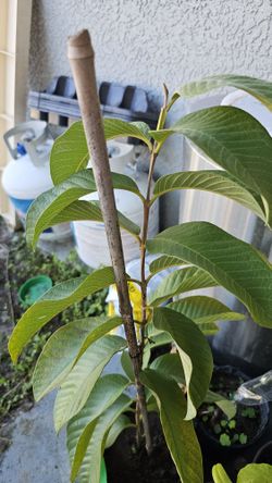 Pink guava Ruby Supreme tree, 30in tall, rooted, actively growing, 1 gal