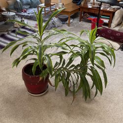 Dracena Lemon-lime - Striking Tropical Houseplant - Big!