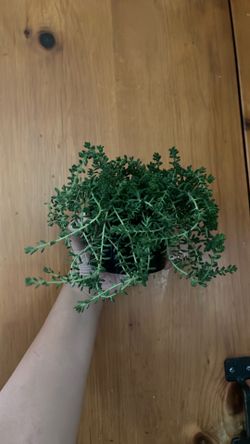 Trailing sedum succulents