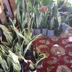 Snake Plant