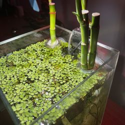 Aquarium Plant (Salvinia)