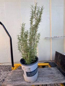 Rosemary