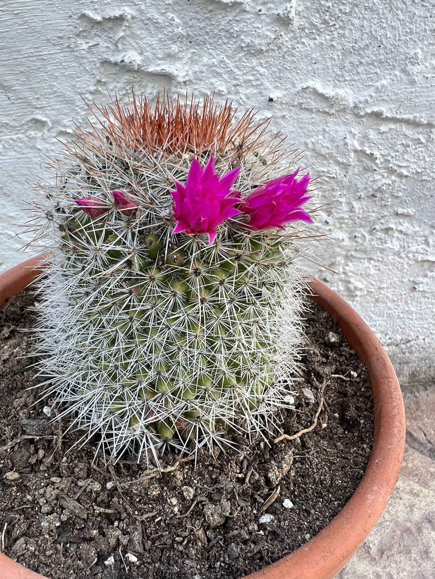 Cactus In Terra-Cotta Pot