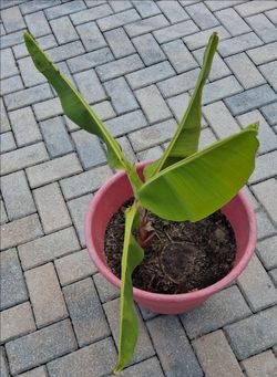 😍🍌Banana trees $20 each